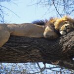 Un lion à crinière sombre couché de tout son long sur une grosse branche, les pattes pendantes, ciel bleu