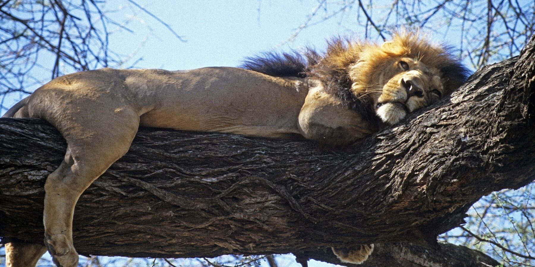 Un lion à crinière sombre couché de tout son long sur une grosse branche, les pattes pendantes, ciel bleu