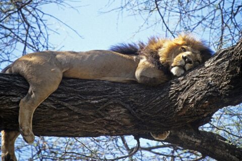 Un lion à crinière sombre couché de tout son long sur une grosse branche, les pattes pendantes, ciel bleu