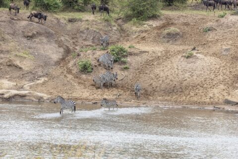 Des zèbres descendent une berge de sable et traversent la rivière à gué, des gnous attendent en haut de la pente