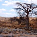 Le lit rocheux de la Grande Ruaha à sec, un baobab sans feuilles sur la berge et des zèbres au loin sur la colline