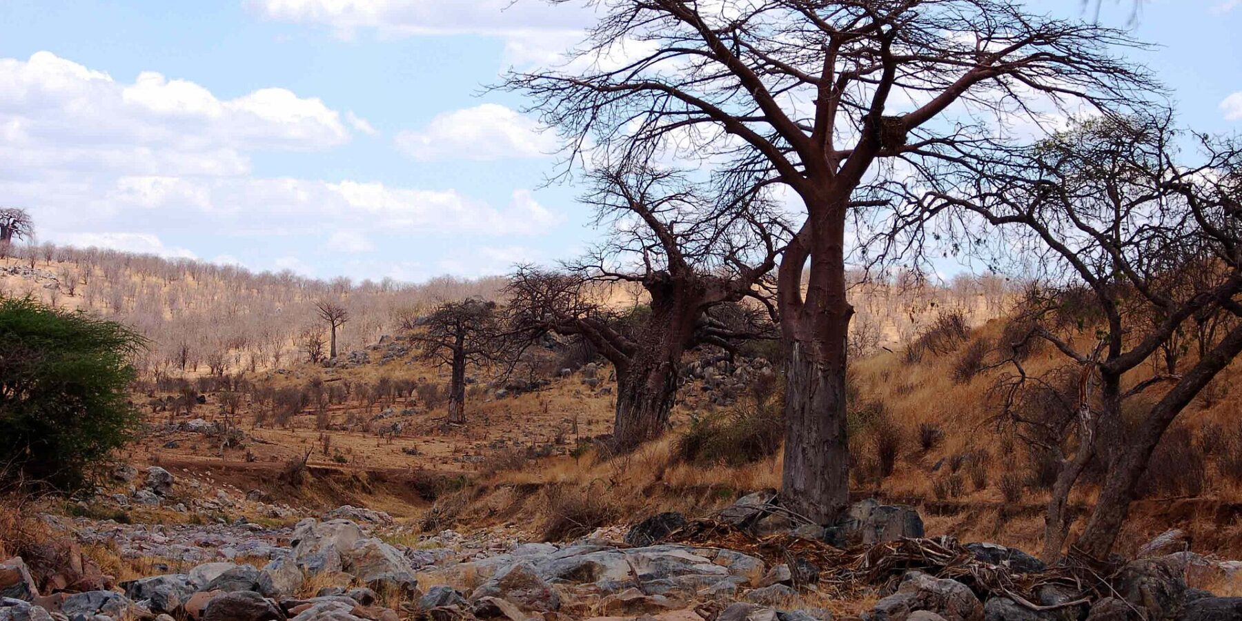 Le lit rocheux de la Grande Ruaha à sec, un baobab sans feuilles sur la berge et des zèbres au loin sur la colline