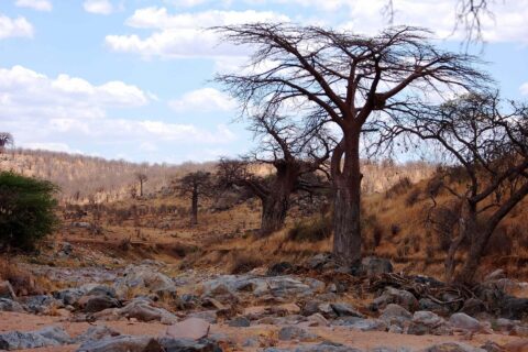 Le lit rocheux de la Grande Ruaha à sec, un baobab sans feuilles sur la berge et des zèbres au loin sur la colline