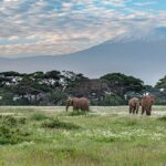 Quatre éléphants marchent dans une prairie verte piquée de fleurs blanches devant une ligne d'acacias, le sommet enneigé du Kilimandjaro derrière
