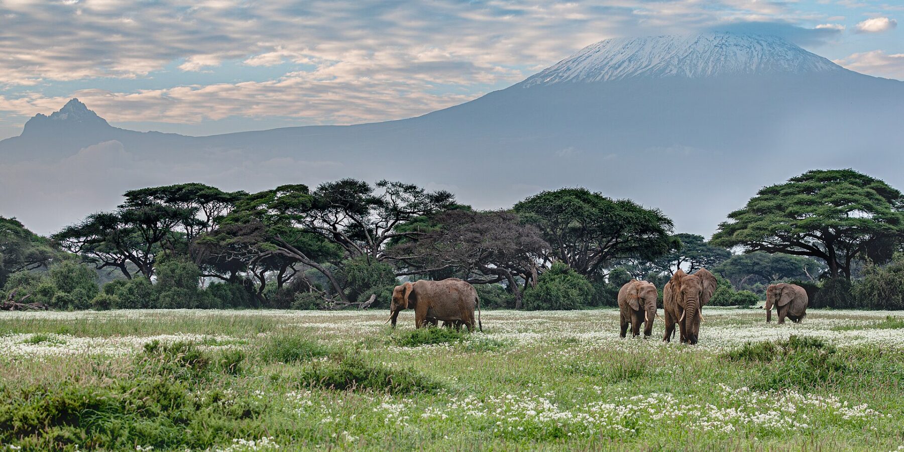 Quatre éléphants marchent dans une prairie verte piquée de fleurs blanches devant une ligne d'acacias, le sommet enneigé du Kilimandjaro derrière