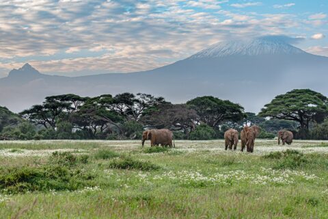 Quatre éléphants marchent dans une prairie verte piquée de fleurs blanches devant une ligne d'acacias, le sommet enneigé du Kilimandjaro derrière