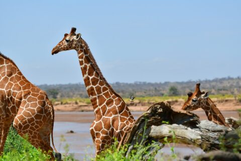 Deux girafes réticulées au pelage en filet se tiennent devant la rivière brune, l'une de profil le cou dressé, un piqueboeuf en vol derrière elle