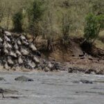 Une colonne de gnous dévale une berge de terre et se jette dans la rivière grise, les premiers nagent déjà en file vers l'autre rive