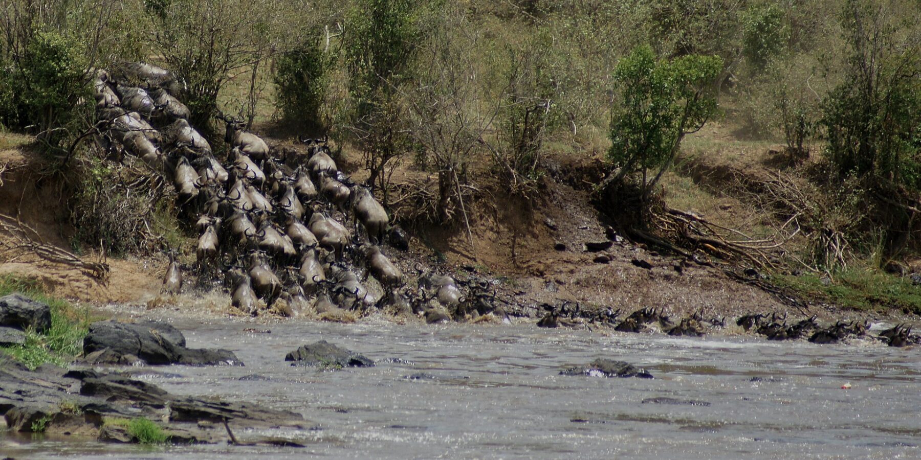Une colonne de gnous dévale une berge de terre et se jette dans la rivière grise, les premiers nagent déjà en file vers l'autre rive
