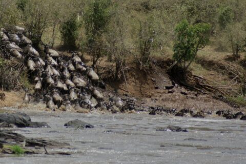 Une colonne de gnous dévale une berge de terre et se jette dans la rivière grise, les premiers nagent déjà en file vers l'autre rive