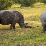 Deux rhinocéros blancs du Sud broutent l'herbe verte, l'un couvert de boue avec une longue corne, l'autre gris clair vu de face