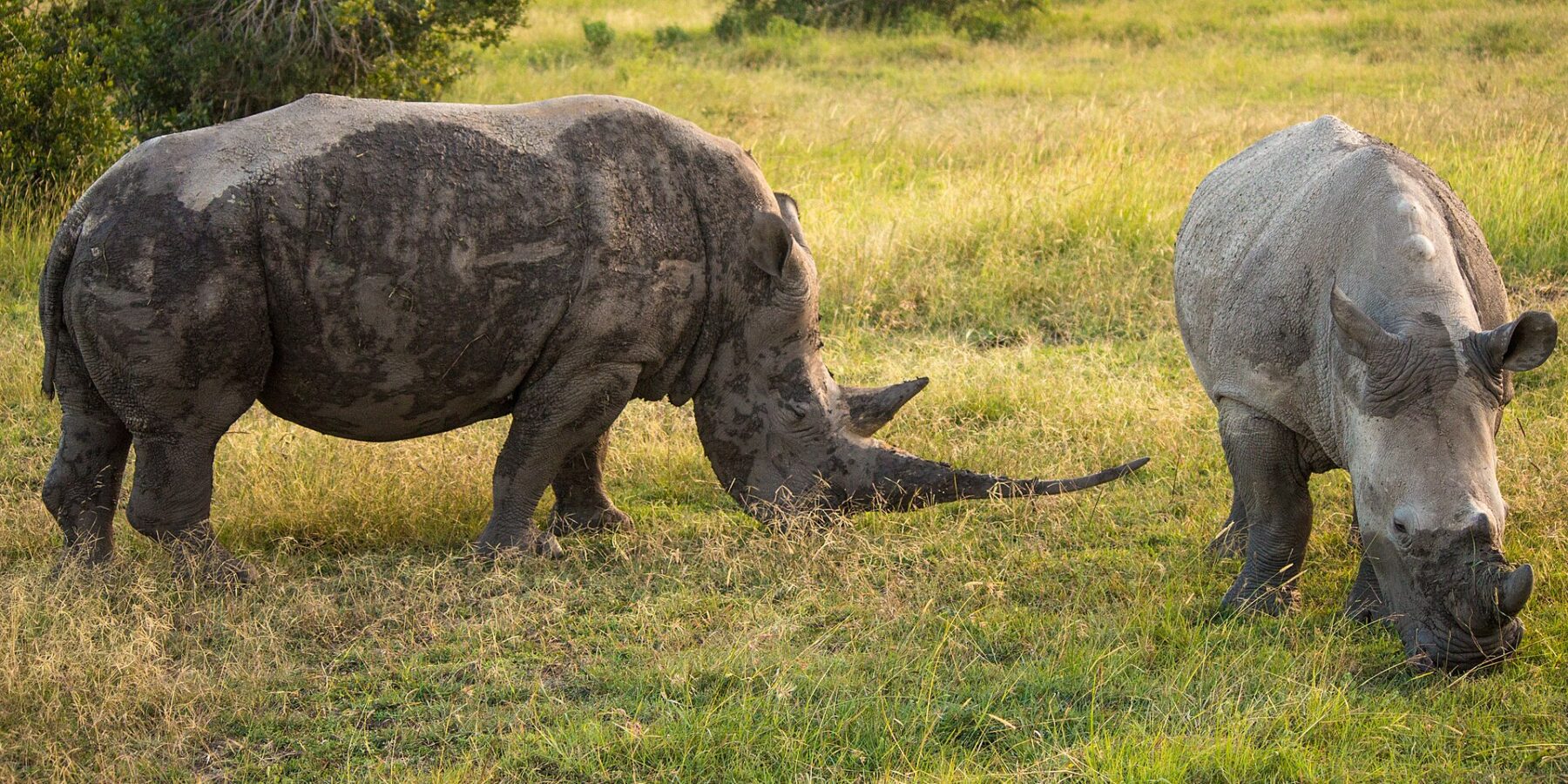 Deux rhinocéros blancs du Sud broutent l'herbe verte, l'un couvert de boue avec une longue corne, l'autre gris clair vu de face