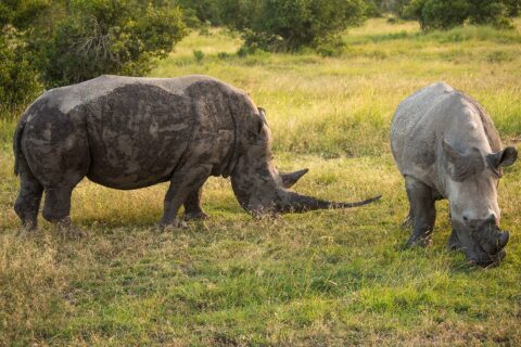 Deux rhinocéros blancs du Sud broutent l'herbe verte, l'un couvert de boue avec une longue corne, l'autre gris clair vu de face