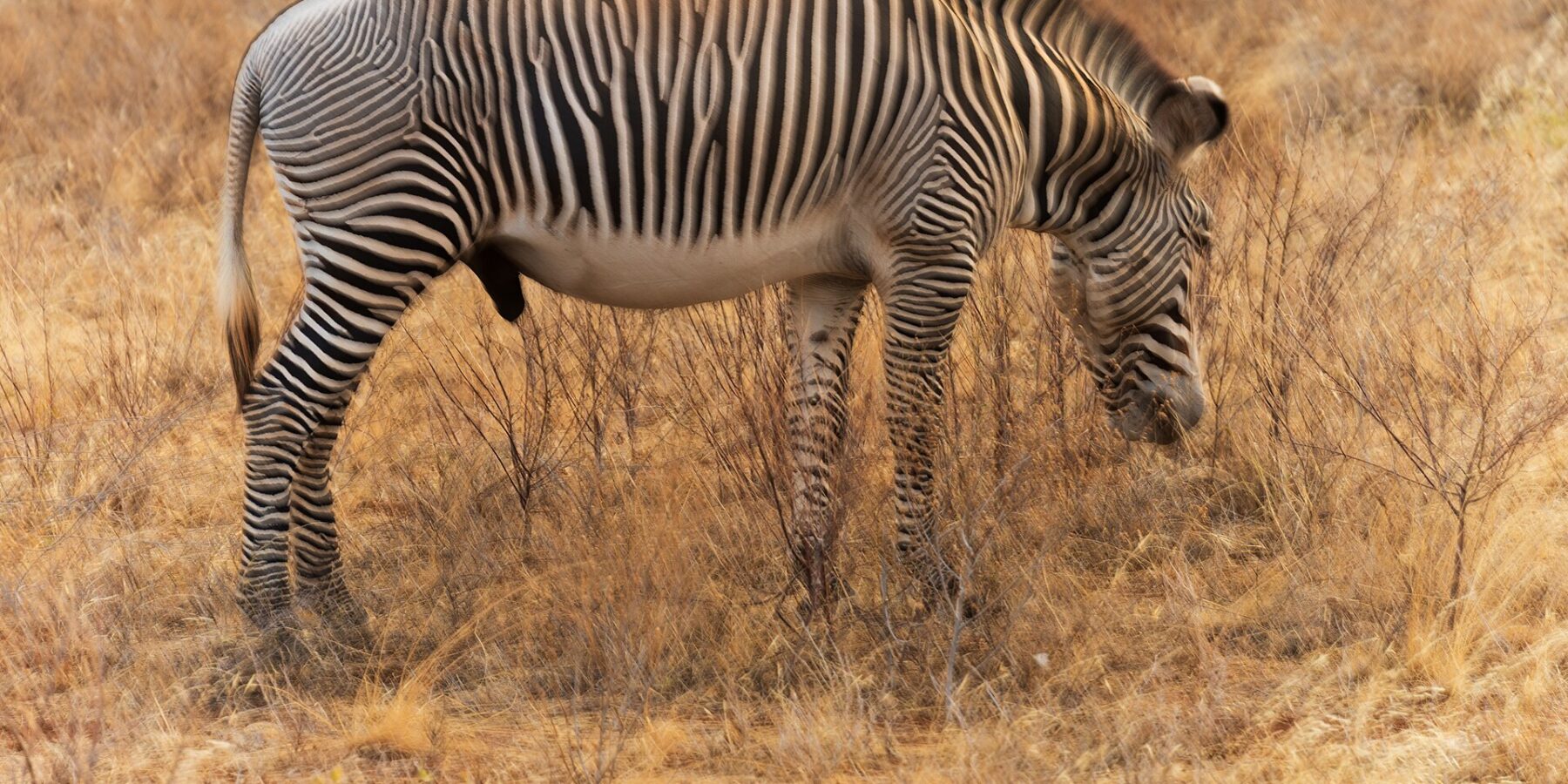 Un zèbre de Grévy mâle broute de profil dans l'herbe dorée, les rayures fines et serrées, le ventre blanc, la crinière dressée et les grandes oreilles rondes