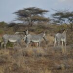 Quatre zèbres de Grévy dans la brousse sèche, deux de profil et un de dos, devant des acacias parasols et des buissons