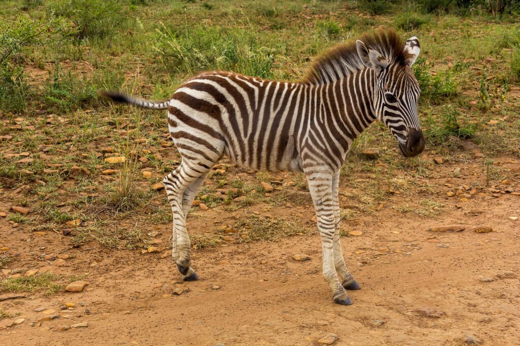 Un poulain de zèbre aux rayures encore brunes et à la crinière hérissée se tient de profil sur une piste de terre rouge, l'herbe verte derrière