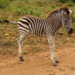 Un poulain de zèbre aux rayures encore brunes et à la crinière hérissée se tient de profil sur une piste de terre rouge, l'herbe verte derrière