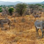 Deux zèbres de Grévy aux rayures fines broutent l'herbe sèche, un oryx beisa aux longues cornes droites debout derrière eux près des acacias